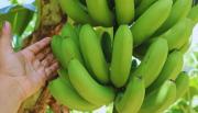 Una comunidad guaraní de Salta elabora harina de banana sin gluten