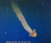 Hallaron una medusa gigante en las profundidades del Mar Argentino