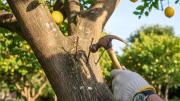 Clavar 3 clavos en el tronco del limonero: por qué recomiendan hacerlo y cuáles son los riesgos