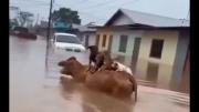 El insólito medio de transporte que hallaron unos perritos en medio de una inundación