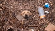 Video: dramático rescate de un perro atrapado en un canal en Salta