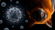 Qué es el virus Nipah y cómo prevenir si alguna vez llega a nuestra región