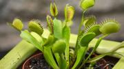 ¿Cuáles son los beneficios de tener plantas carnívoras en casa?: las mejores especies para tu colección