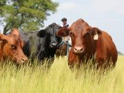 Estamos en crisis y necesitamos protección: queja de los ganaderos de EE.UU. por el acuerdo con Argentina