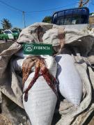 Sorprenden A Dos Sujetos Transportando Una Decena De Sacos Conteniendo 300 Kilos De Pulpo