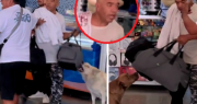 Viral en Antofagasta: Perros persiguen a presunto ladrón y evitan robo en Terminal de Buses