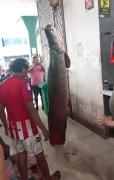 (Video) Captura de un arapaima gigante de 150 kilos causa asombro en Balzar, provincia de Guayas