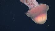 Científicos avistan una rara medusa fantasma gigante en aguas profundas frente a Argentina