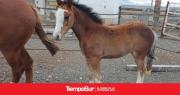 Secuestran caballos sueltos en la ruta 3 tras alertar al 911