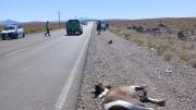 Turistas chilenos huyeron tras atropellar y matar a un caballo en Zapala
