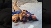 Dos pitbull protegieron a su dueño luego de que fue atropellado, en Cayambe