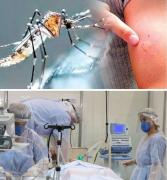 Alerta por chikungunya: hay 14 internados, 4 son graves