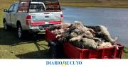 Una jauría de perros salvajes mató a más de 100 corderos de una escuela rural