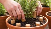 Planta de romero: por qué recomiendan colocar corchos en su tierra y para qué sirve