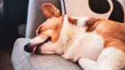 Qué significa que tu perro duerma con la lengua afuera y por qué es algo positivo
