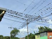 Claveles del aire ponen en riego el tendido eléctrico de Las Rosas en Revenga