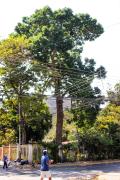 Vecinos de La Candelaria alertan sobre la posible caída de árbol