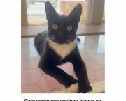 Mascota perdida: Familia solicita ayuda para localizar al gatito Lucca