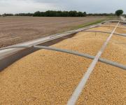 Exportaciones brasileñas de soja se dispararán en febrero pese a lentitud de ventas