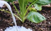 Regar las plantas con leche: por qué los jardineros recomiendan este truco casero