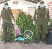 Carabineros desmantelan cultivo ilegal de cannabis sativa en Curepto.