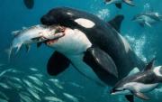 Delfines y orcas cazan juntos y comparten el menú