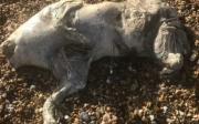 Misteriosa criatura “fantasmal” en una playa británica