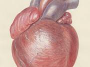 ¿Se puede mejorar el diagnóstico y el tratamiento de la hipercolesterolemia familiar?