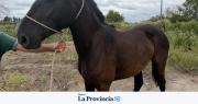 Rescataron animales silvestres y secuestraron vehículos con pedido de captura