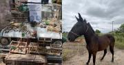 Gran operativo en 25 de Mayo y Sarmiento: secuestraron animales en cautiverio y motos robadas