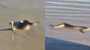 Encontraron una serpiente venenosa en la playa Carrasco: se trata de la segunda vista esta semana en Montevideo