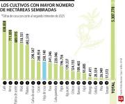 Con el octavo puesto, hoja de coca tiene más hectáreas que tomate, cebolla y fríjol