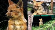 Run Run, el zorro que conquistó al Perú, es padre: nacen sus crías en Cajamarca [FOTOS]