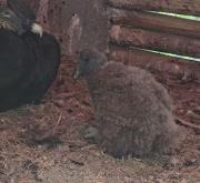 Evoluciona satisfactoriamente el polluelo de cóndor nacido en Mérida