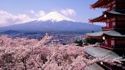 Famoso festival de los cerezos en Japón es cancelado por mal comportamiento de turistas
