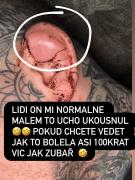 Escándalo en las MMA: Un luchador emuló a Mike Tyson y le mordió la oreja a su rival en pleno combate