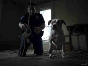 Investigan muerte masiva de animales domésticos en Carapita