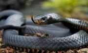 La llaman la serpiente más mortal del mundo y vive en África