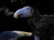 Hallan un fósil de dinosaurio de 125 millones de años con un grado de conservación extraordinario