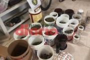 Golpe al narcotráfico en La Banda: secuestraron más de 1.200 plantas de marihuana y hay un detenido