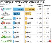Caída del dólar y mínimo golpean rentabilidad de las flores para este San Valentín