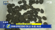 Rescatan 58 tortugas que eran vendidas en la Feria 16 de Julio de El Alto