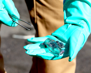 Confirman presencia de fragatas portuguesas en Iloca