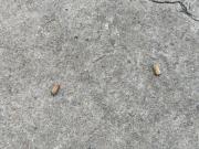 Doble homicidio en Las Piedras: dos hombres fueron atacados a balazos en plena calle