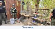 Gendarmería allanó una casa en Rodeo y rescató 14 aves autóctonas