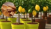 Cómo multiplicar los limones del limonero usando un poco de canela: truco de jardinería efectivo