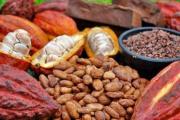 El precio del cacao vuelve a niveles de 2023 tras una fuerte caída y pone en alerta a Ecuador