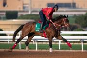 La prueba más rica del mundo: Forever Young, campeón regente de la Saudi Cup (G1) ejercitó esta mañana en Riad