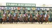Tampa Bay Downs inicia semana hípica el miércoles con ocho carreras