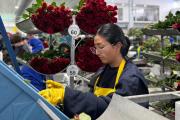 Las flores ecuatorianas requieren una estrategia para enfrentar restricciones como los aranceles